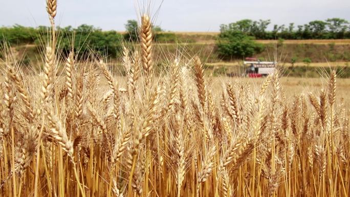 夏粮丰收季 小麦成熟收割 摄于河南南阳