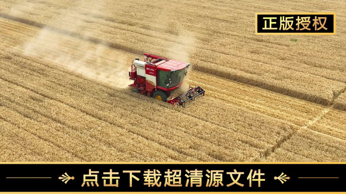【4K60帧】小麦丰收麦田割麦子