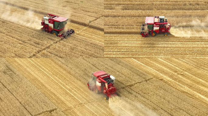 【4K60帧】小麦丰收麦田割麦子
