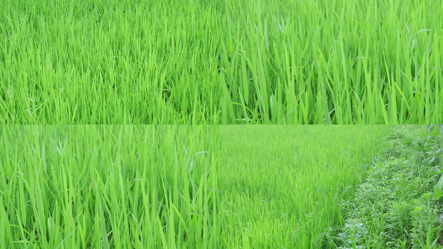 绿色稻田水稻禾苗杂草