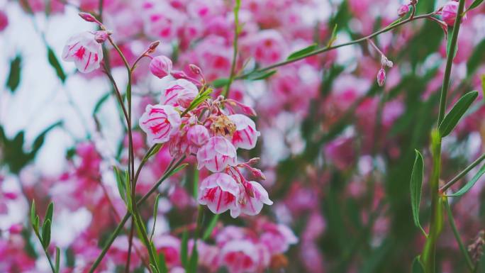 白麻西部野生植物粉色小花