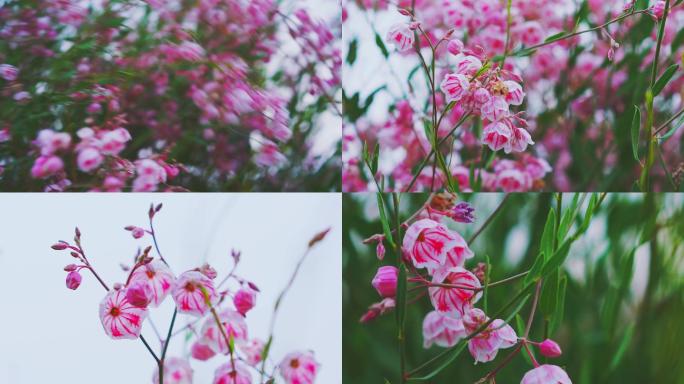 白麻西部野生植物粉色小花