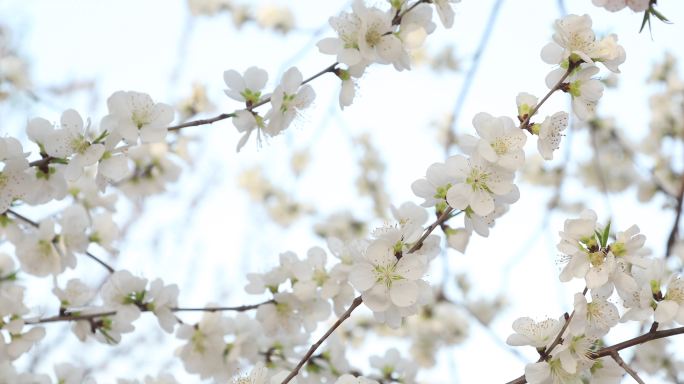 桃花枝特写桃花枝特写