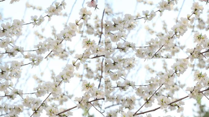 桃花枝特写桃花枝特写