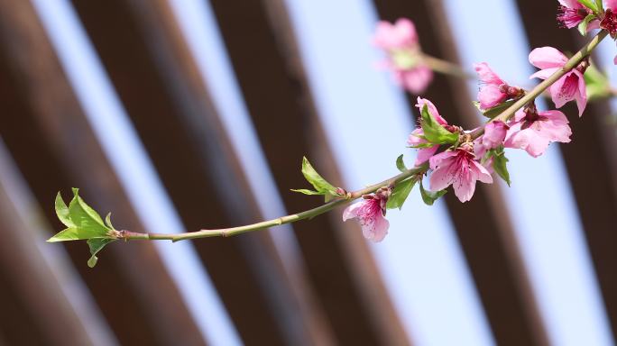 桃花枝特写画枝条