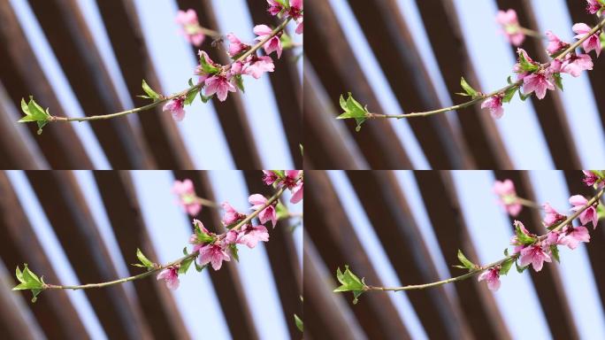 桃花枝特写画枝条