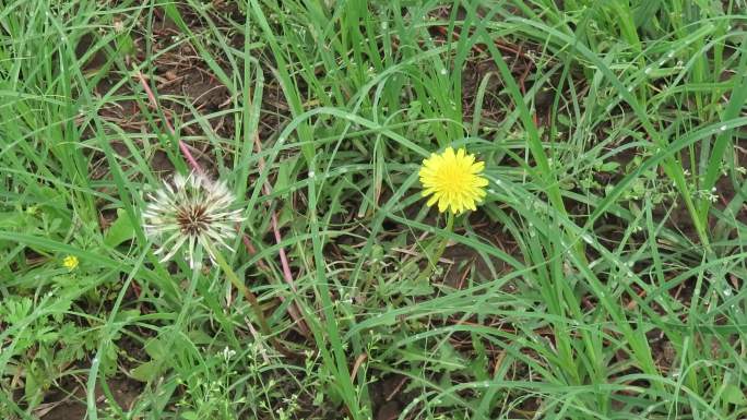 雨后植物草地蒲公英花朵和种球