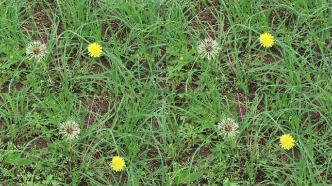 雨后植物草地蒲公英花朵和种球
