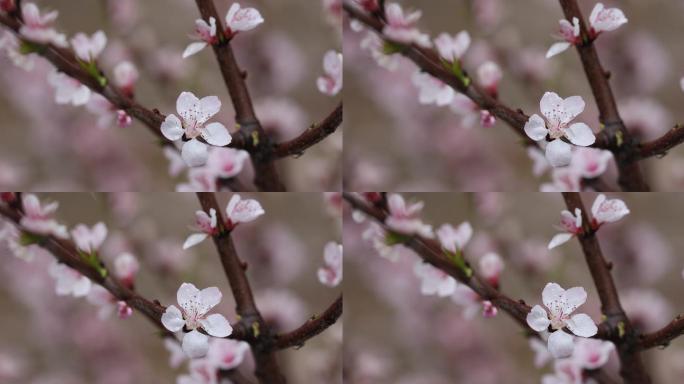 桃花枝特写树林樱花梅花