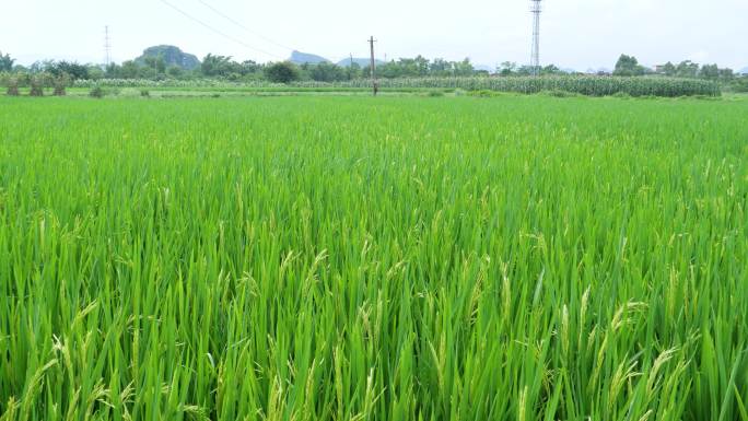 广西的稻田