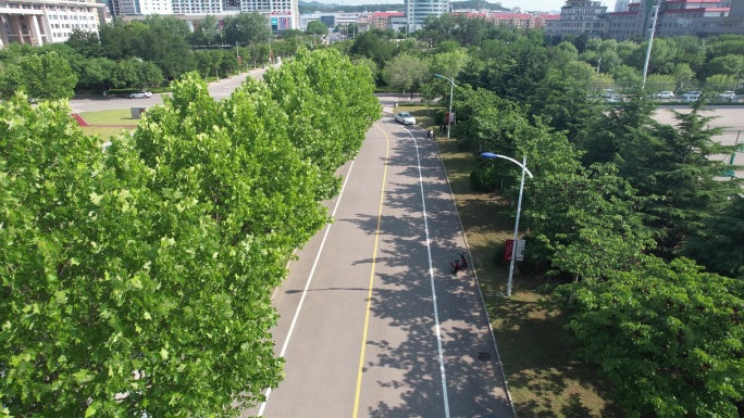 航拍山东大学威海校区的林荫道路