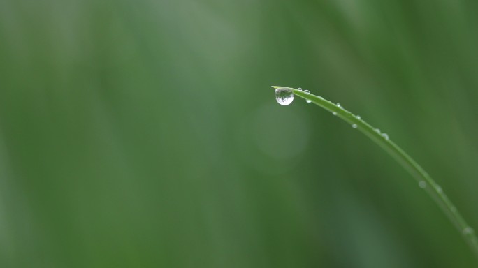 叶子上的水滴特写微距