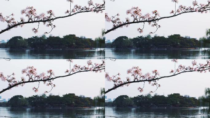 樱花树下的南湖
