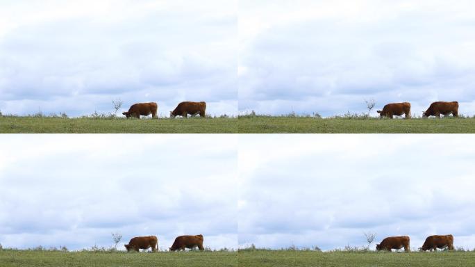 草原上牛群吃草特写