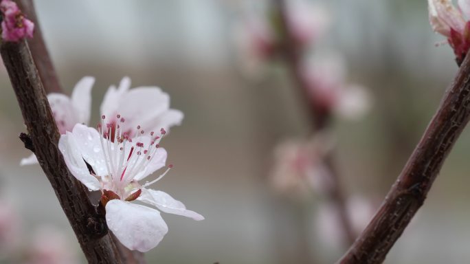 桃花枝特写春游踏春春天绽放生态环境盛开万