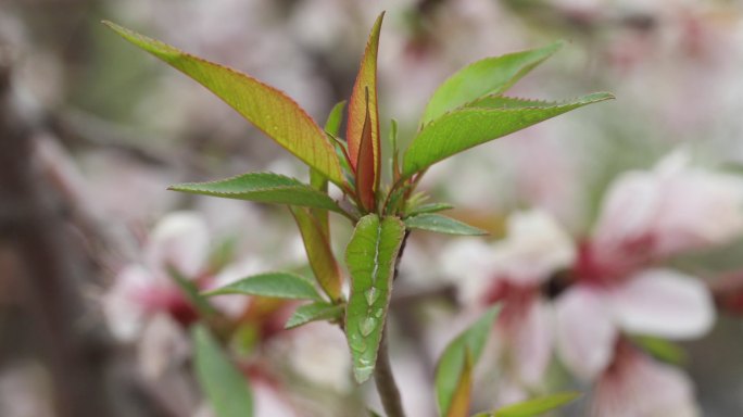 桃花芽特写花卉温室大棚花店