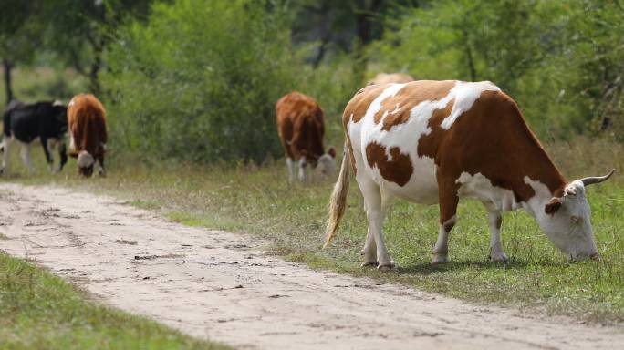 草原牛群吃草特写奶牛吃草草地青草牛奶牧场
