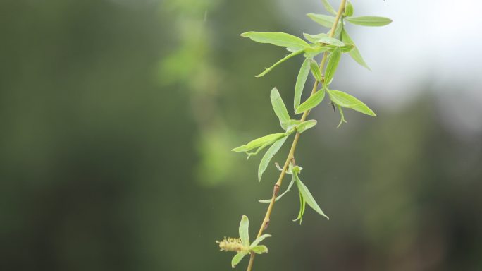 雨中的垂柳特写下雨树枝