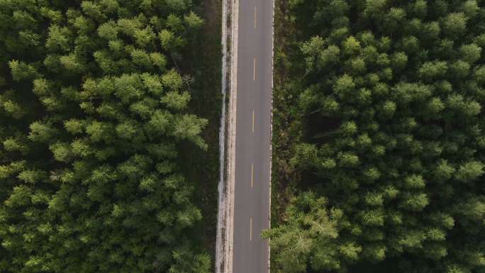 松林间的公路航拍绿道公路道路交通松树树木