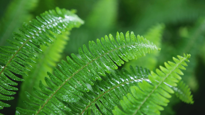 羊齿蕨类植物青草绿草蕨草下雨水珠绿色背景