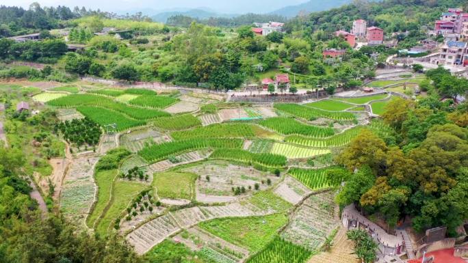 厦门同安上顶村茭白地