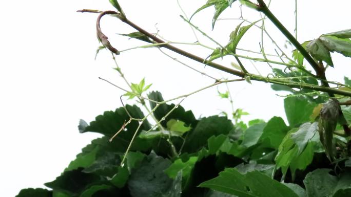 雨后植物上的水珠五爪藤枝蔓