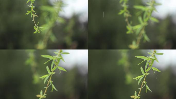 雨中的垂柳特写柳树柳枝垂柳飘动下雨小雨中