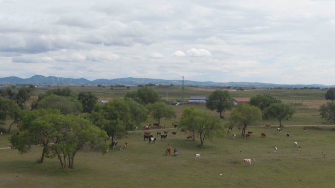 草原牛群航拍非洲热带草原