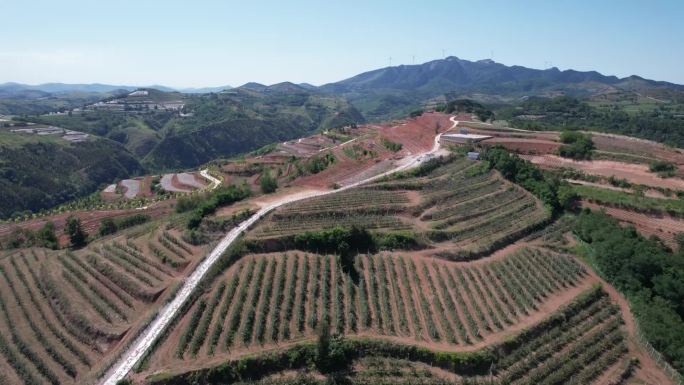 航拍乡村振兴产业苹果种植基地B