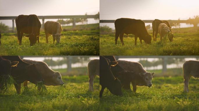 夕阳下牛吃草
