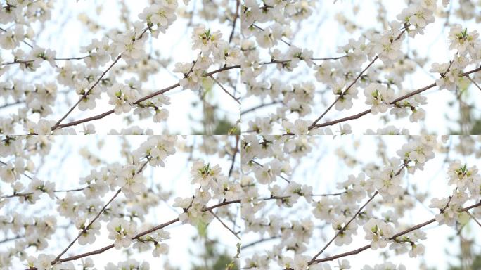 白色桃花特写花夏天的花