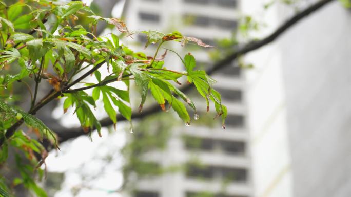 4K夏天下雨雨滴拍打枫叶