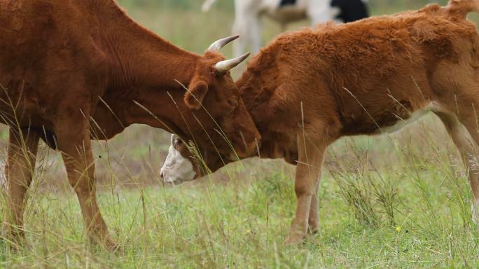 草地牛群吃草特写自然牧场牛奶广告草原奶牛