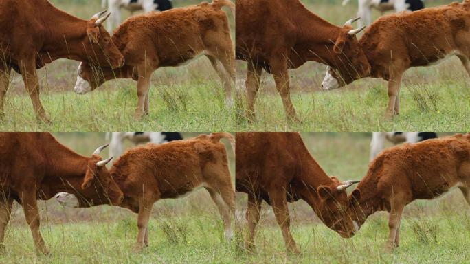 草地牛群吃草特写自然牧场牛奶广告草原奶牛