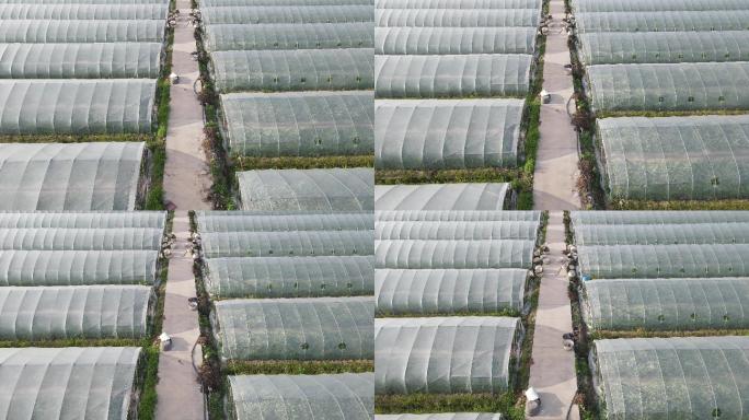 上海崇明大棚种植西瓜蔬菜基地4K航拍