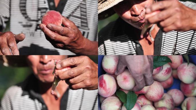 农民吃水蜜桃