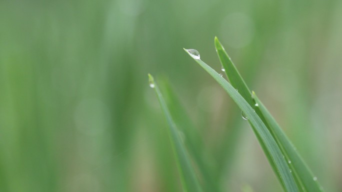 叶子上的雨滴特写气候温和雨季雨水充沛