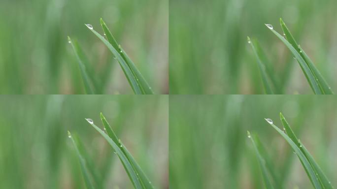 叶子上的雨滴特写气候温和雨季雨水充沛