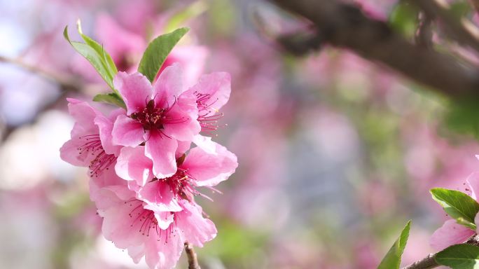 桃花特写桃花特写