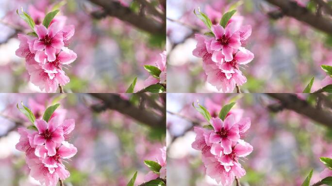 桃花特写桃花特写