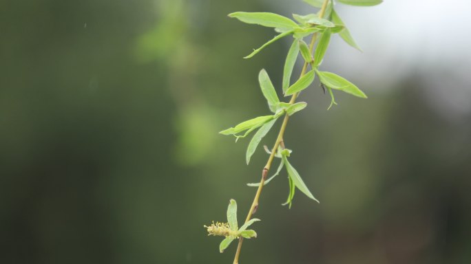 雨中的垂柳特写春意绿植清晨