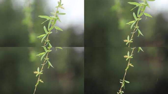 雨中的垂柳特写春意绿植清晨