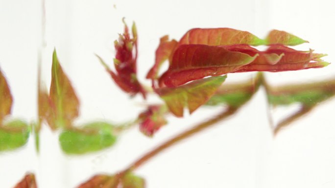 香椿芽特写特写拍摄食欲高清