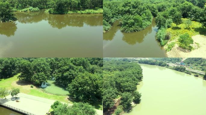 九龙湿地航拍1_1