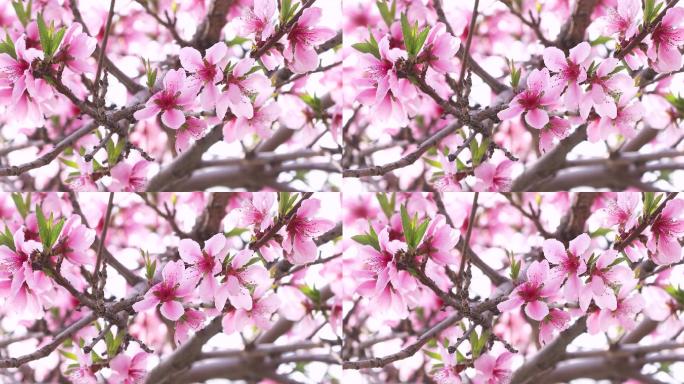 桃花特写春暖花开