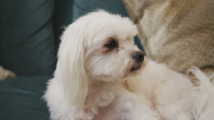 白色的宠物狗坐在客厅的沙发上看着周围的慢镜头