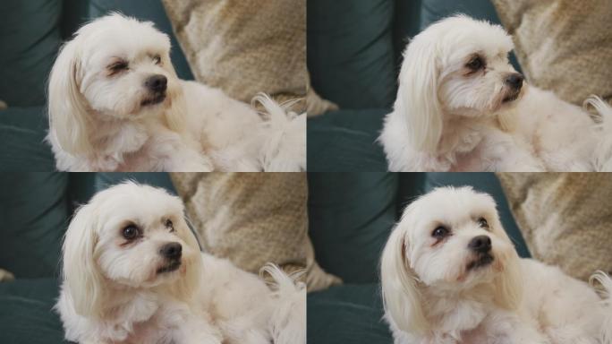 白色的宠物狗坐在客厅的沙发上看着周围的慢镜头