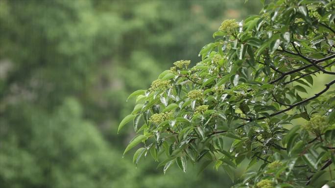 下雨雨打树叶