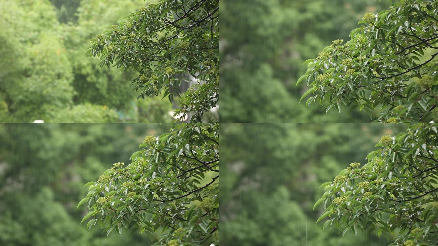 下雨雨打树叶