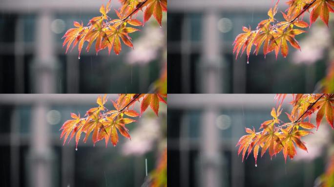夏天公园里雨后滴水的红枫叶